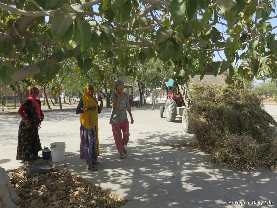 preparing to open fenugreek pods with tractor